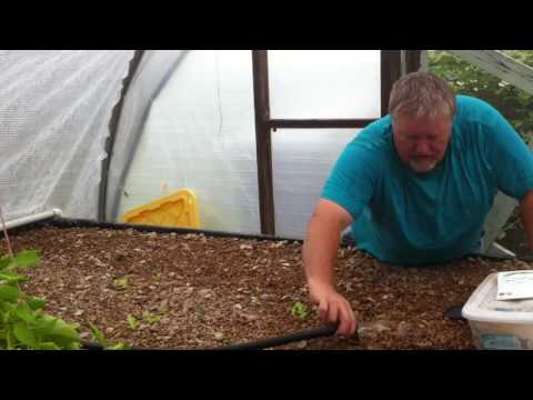How To Seed an Aquaponic gravel bed in 60 Seconds