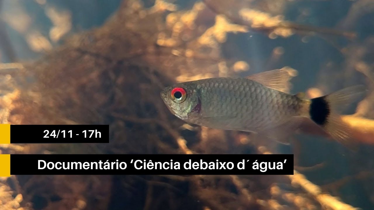 Documentário I "Ciência Debaixo D’Água"
