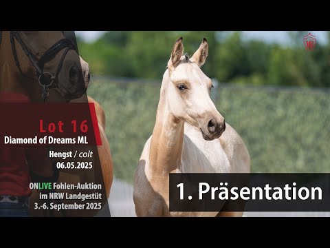 Präsentation Fohlen-Auktion im NRW Landgestüt Nr. 16 Diamond of Dreams ML v. W.Dream Date-A new Star