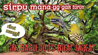 Download lagu woww bikin nyamber SUARA PIKAT SIRPU, suara ribut panggilan.!! mikat burung sirpu pasti poin mp3 Download lagu woww bikin nyamber SUARA PIKAT SIRPU, suara ribut panggilan.!! mikat burung sirpu pasti poin mp3