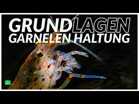 GARNELENHALTUNG | Ab welcher größe? Welcher Bodengrund? Welche Wasserwerte? | GarnelenTv