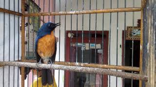 Download lagu Viral!!! Tledekan bakau / tledekan sumatra yg selama ini dipandang sebelah mata GACORRR NGOBRA mp3 Download lagu Viral!!! Tledekan bakau / tledekan sumatra yg selama ini dipandang sebelah mata GACORRR NGOBRA mp3