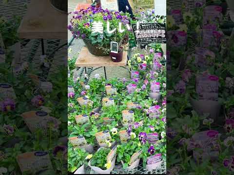 日陰に適した多年草はどれですか？観賞用庭園を洗練させるためのトップ 7 種  庭園