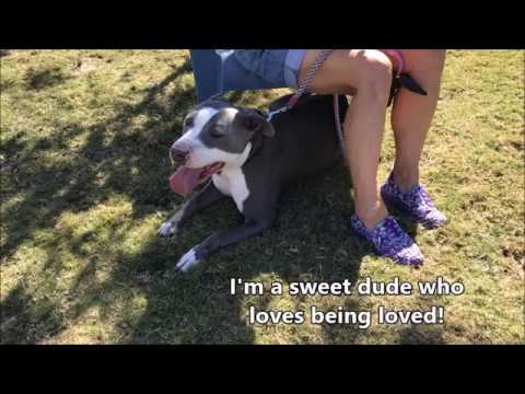 Tilt, an adopted Pit Bull Terrier Mix in Eagle, ID_image-1