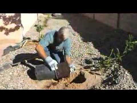 The Secret To a Healthy Garden