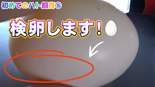 #16「血管が見えて感動！」の回…（初めてのハト飼育⑯）