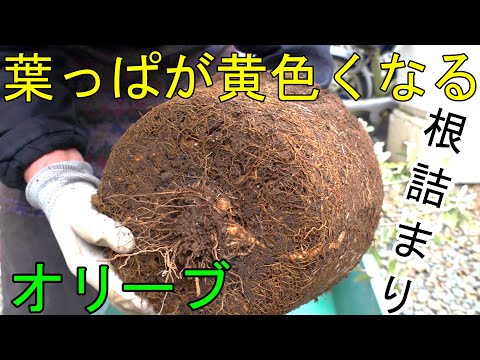 オリーブの木が嫌いな5つのものは何ですか?面接中に避けるべき失敗  庭園