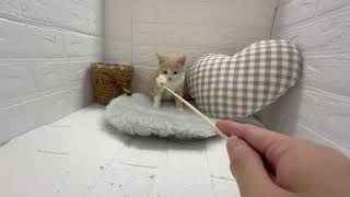 ミヌエットの動画01