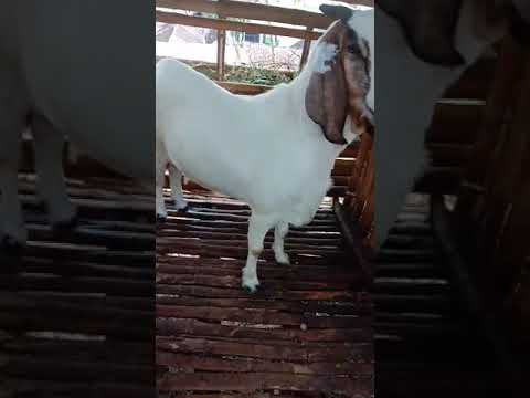 kambing majer || ciri-ciri kambing majer