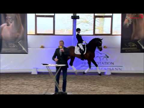 Fusionist Hengstvorführung Beckmann 2022