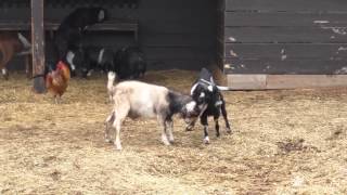 preview picture of video 'Baby Goats at Dillard House Stables'