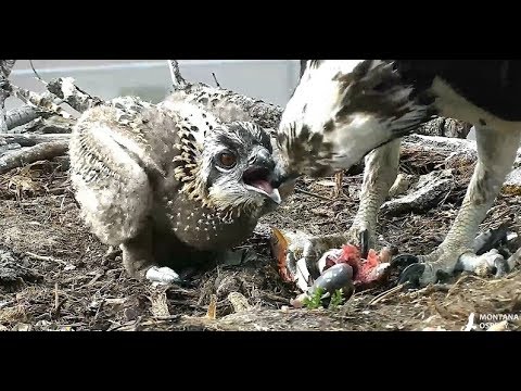 Louis delivers a great trout dinner 2018 06 28 20 21 31 990