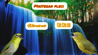 Download lagu MASTERAN PLECI WIT WIT CER CER TERBARU mp3