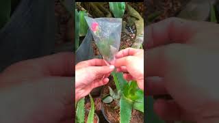 Download lagu Propagate a rose easily using only aloe 🌹 #shortviral mp3 Download lagu Propagate a rose easily using only aloe 🌹 #shortviral mp3
