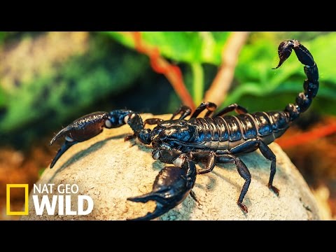 Dangerous Scorpions - Animal Armor