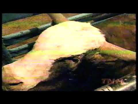 Trick Or Treat bucks Garrett Frey - 98 PBR Tucson