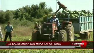 ΣΕ ΚΛΟΙΟ ΕΜΠΑΡΓΚΟ ΜΗΛΑ ΚΑΙ ΑΚΤΙΝΙΔΙΑ