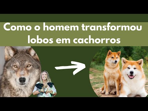 , title : 'Como o homem transformou lobos em cachorros!'