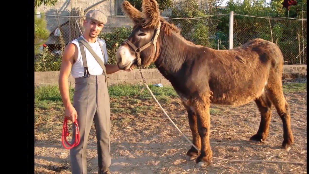 Illustrations of the Kingdom of God - The young and Ass - Juanribe Pagliarin - Glory to Jesus!