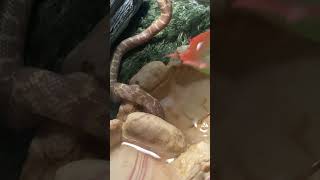 Kingsnake Reptiles Videos