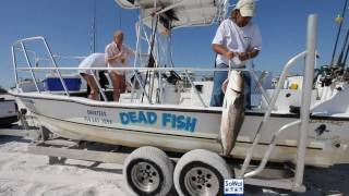 preview picture of video 'A Cobia Day with Dead Fish Charters in Grayton Beach, Florida'