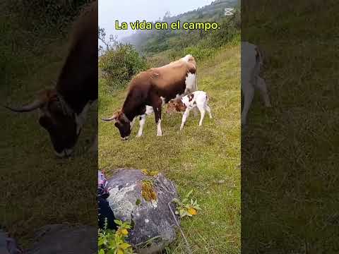 La vida en el campo! #santiago #shacatan #tayacaja #huancavelica #animals