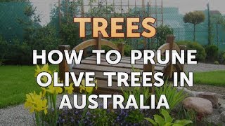 How to Prune Olive Trees in Australia
