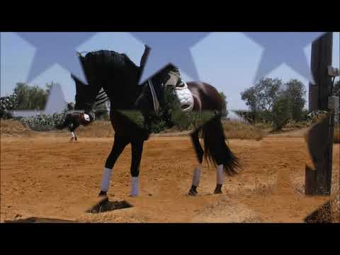 Escritor - Beautifully well trained PRE stallion for sale ~thebestspanishhorses.com