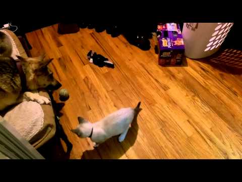 Cat plays with tennis ball