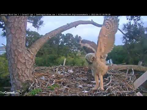 Savannah GHO Nest - Crows mobbing young little owl