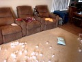 Guilty Dogs Destroy Pillow