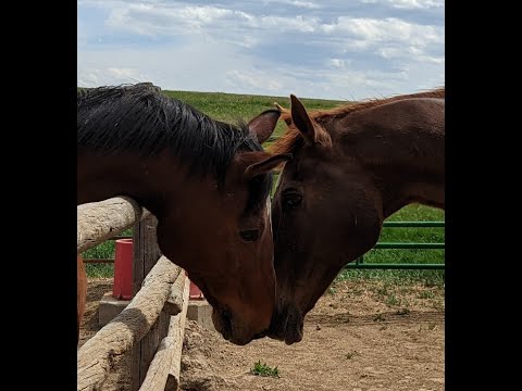 Broken Horses Healing Broken Kids in Colorado