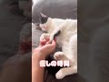 shorts 【猫にかまって欲しい飼い主】