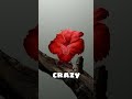Really Cool Geometry Nodes For Making Flowers Blender Blender3d 3dart