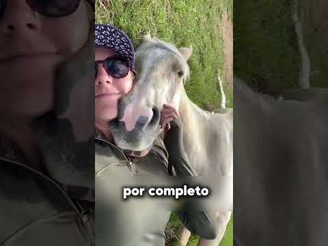 ¿Los caballos duermen parados o acostados?