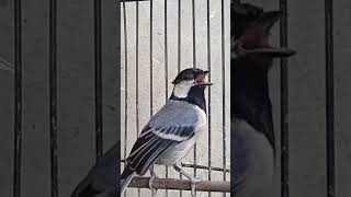 Download lagu gelatik batu gacor istimewa 😍 mp3