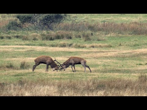 Rotwild Brunft - Hirsche im Dauerstress