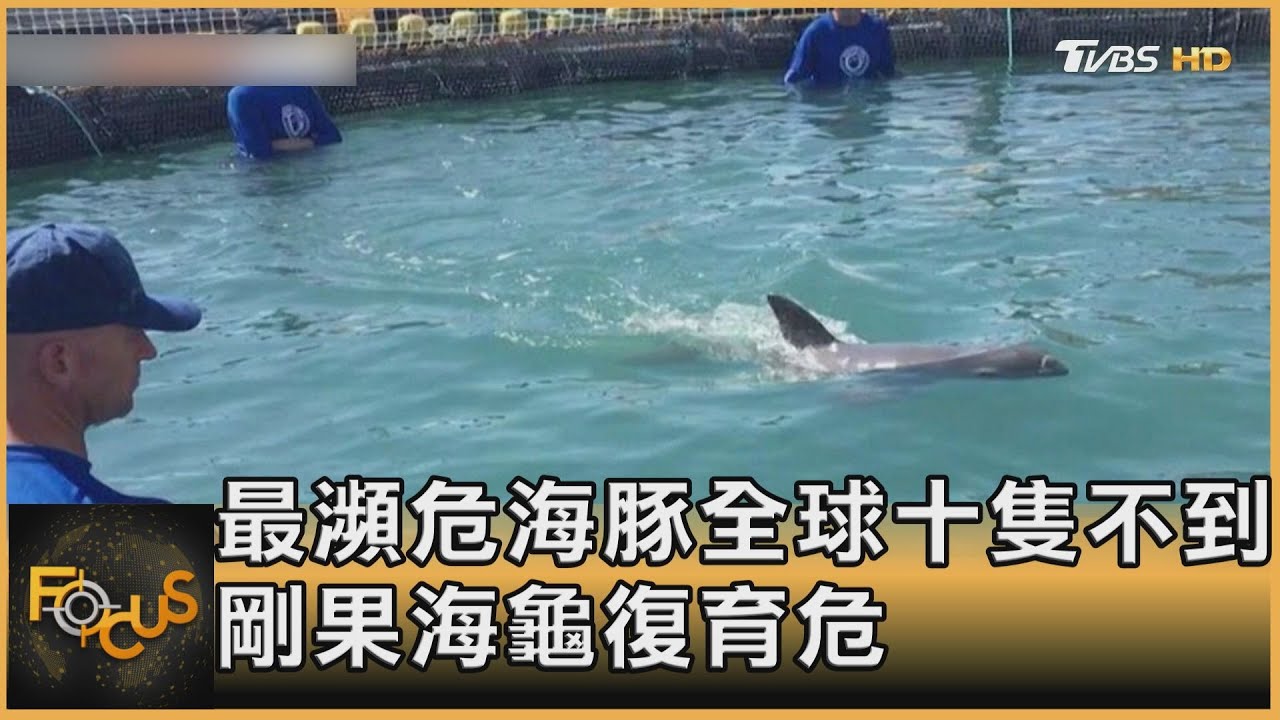 最瀕危海豚全球十隻不到 剛果海龜復育危