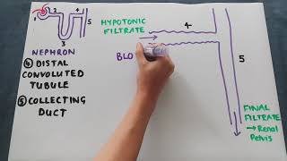 The distal convoluted tubule and collecting duct