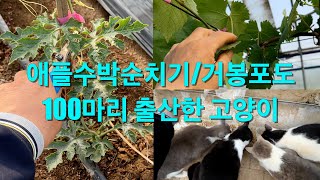 애플수박순치기/거봉포도/100마리 출산한 고양이