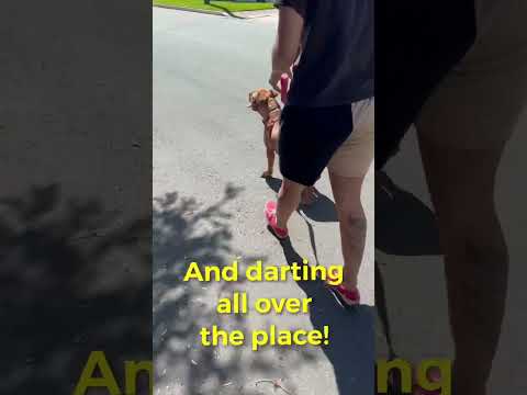 The Pack Whisperer (Read Profile First) video.
