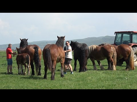 Caii lui Gabi de la Bata, Bistrita Nasaud - 2025 Nou!!!