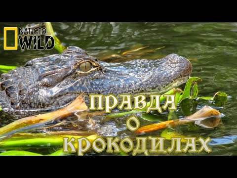 Вся правда о крокодилах. #Документальный фильм. National Geographic 12+ HD