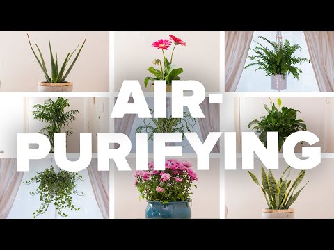 Air-Purifying Houseplants and How To Not Kill Them