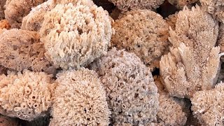 5 Spesies Hewan Tertua di Bumi - kumparan.com