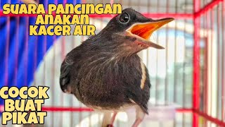 Download lagu SUARA ANAKAN KACER AIR. COCOK BUAT PANCINGAN / PIKAT mp3
