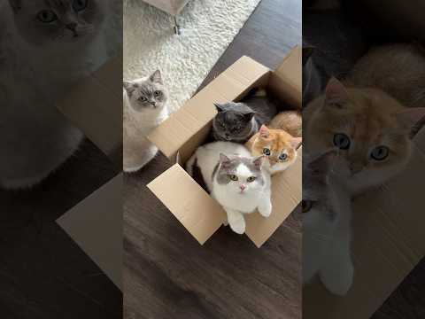 Der Sound passt perfekt oder?🤣 #katzenliebe #katzenmama #katze