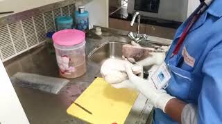 Download the video "Histo gross of uterus"