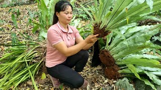 Harvest wild orchids and bring them to the market to sell | Trieu Thi Senh