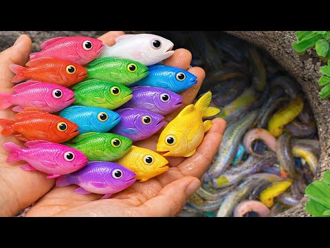 Catch Strange Freshwater Aquarium Fish in Garden, Baby Turtles, Bronze Guppy, Carp, Eels, Goldfish